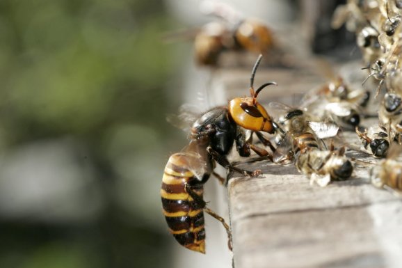 Praktikus tanácsok a biztonságos darázsirtáshoz